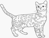 coloriage chat leopard du bengal